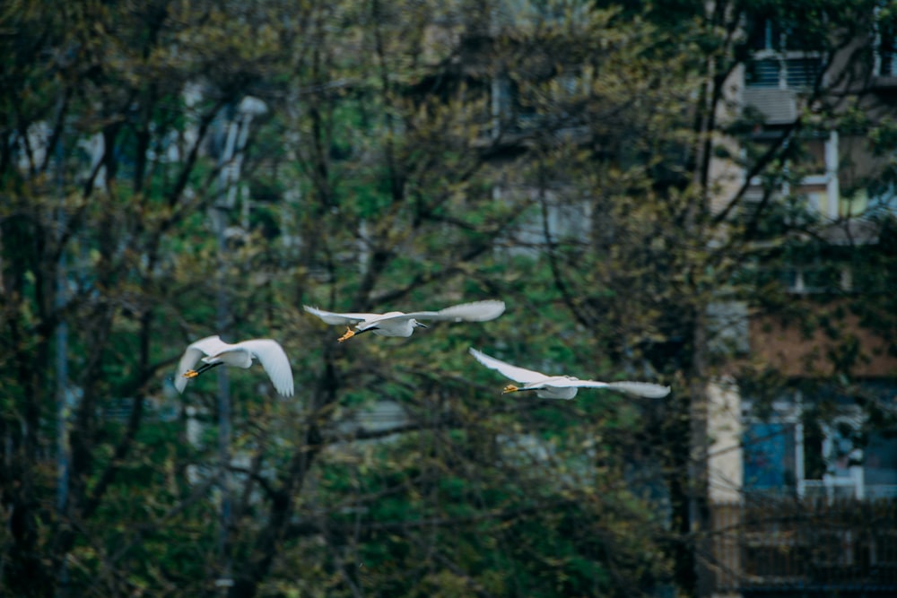 a flock of birds flying over a lush green forest