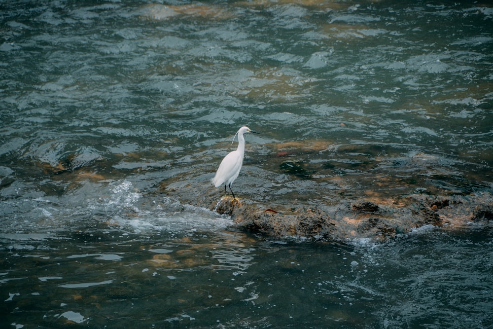 a white bird standing on a rock in the water