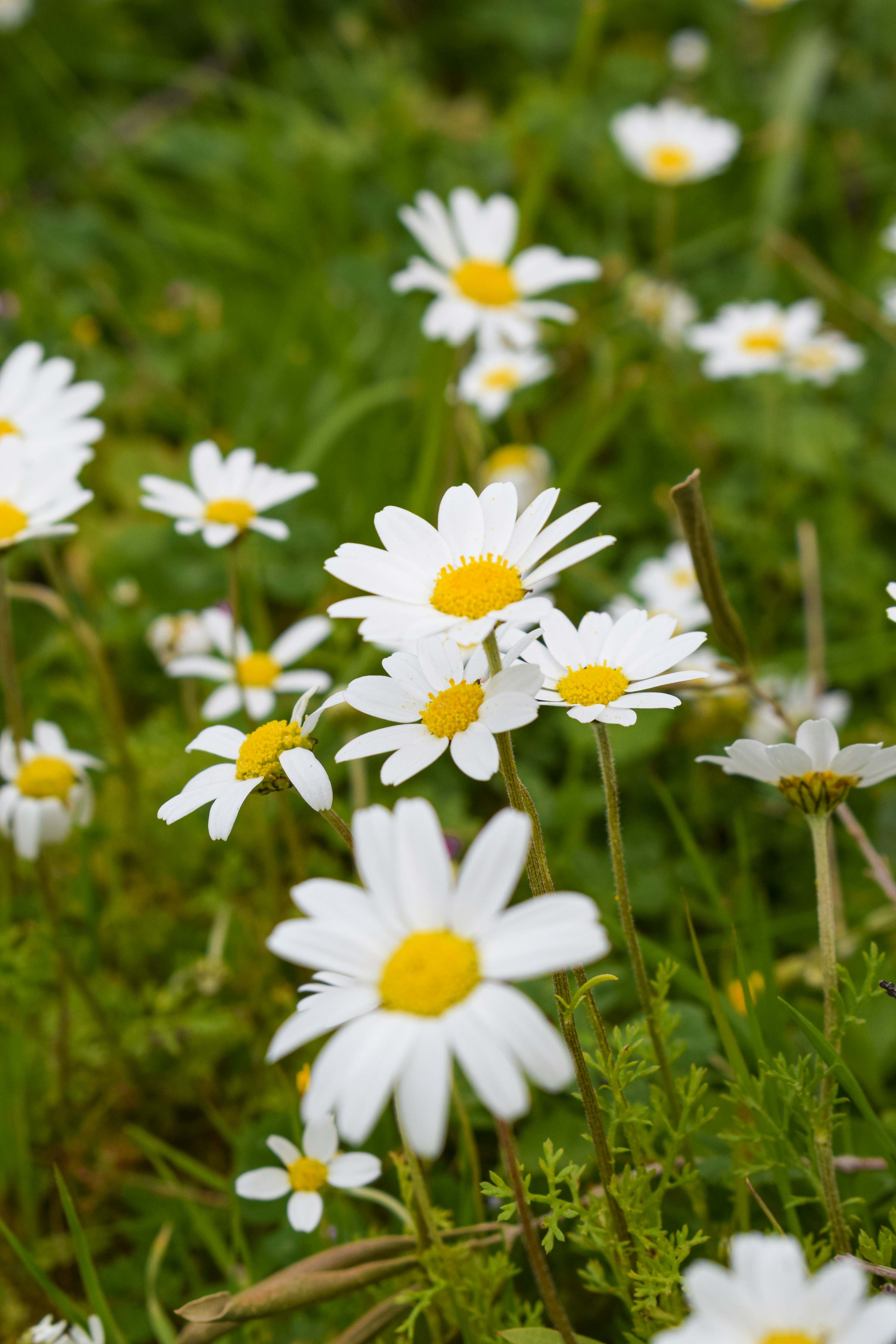 Photo by emrekarayer