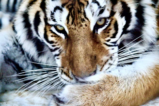 An evocative portrait of an endangered tiger, its eyes reflecting both strength and vulnerability.