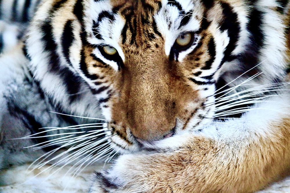 a close up of a tiger laying down