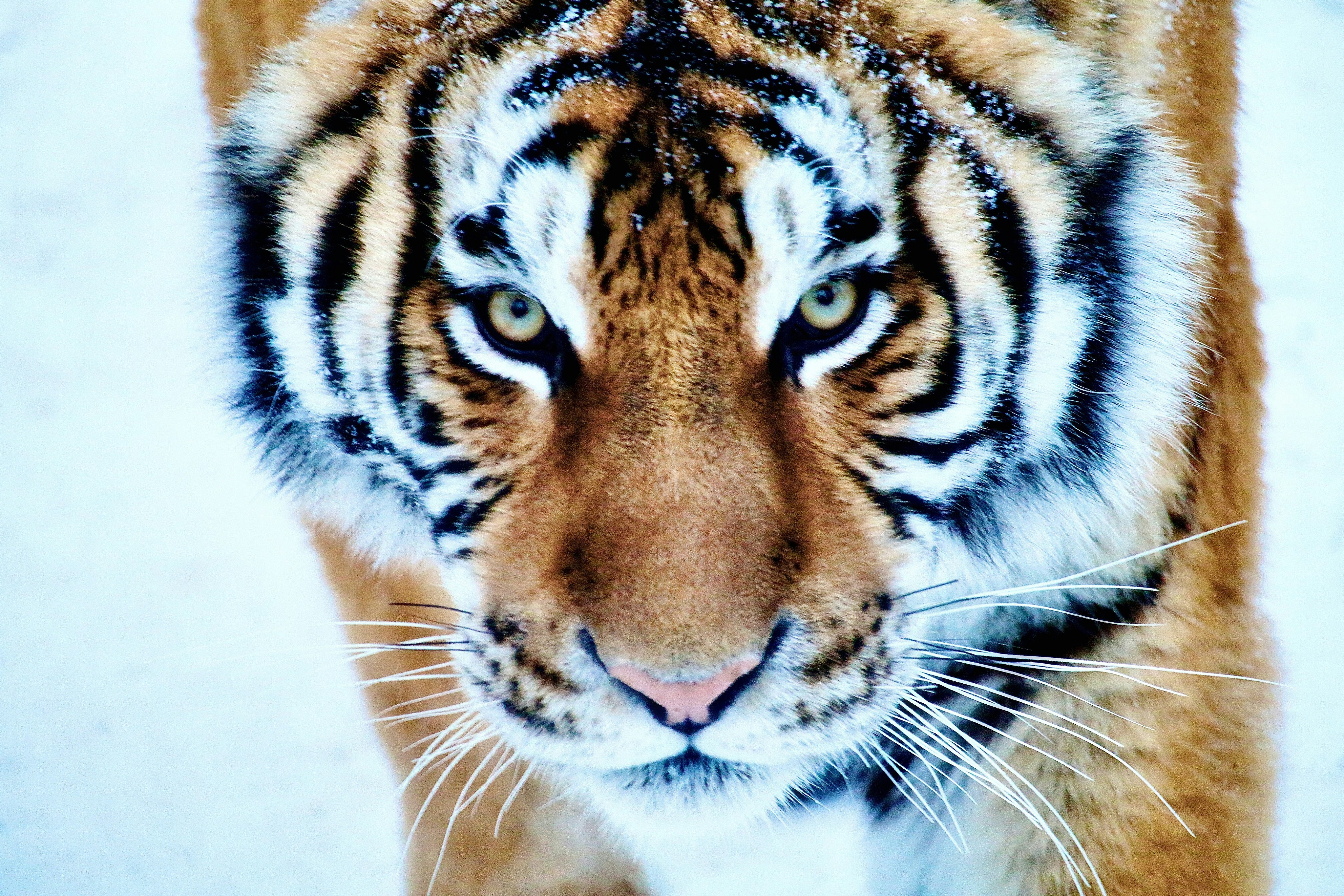 a close up of a tiger's face in the snow