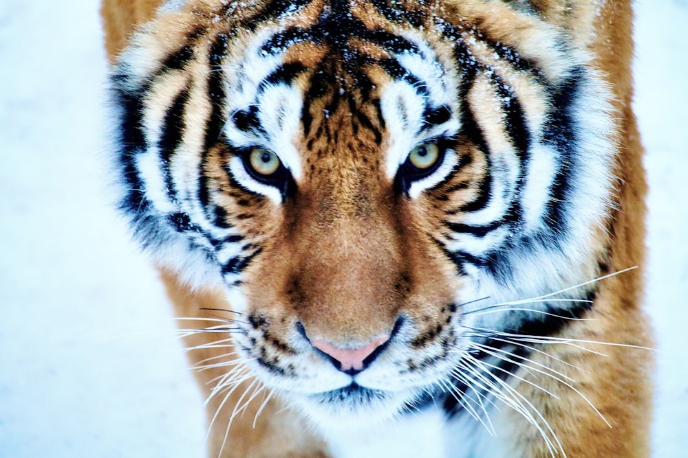 a close up of a tiger's face in the snow