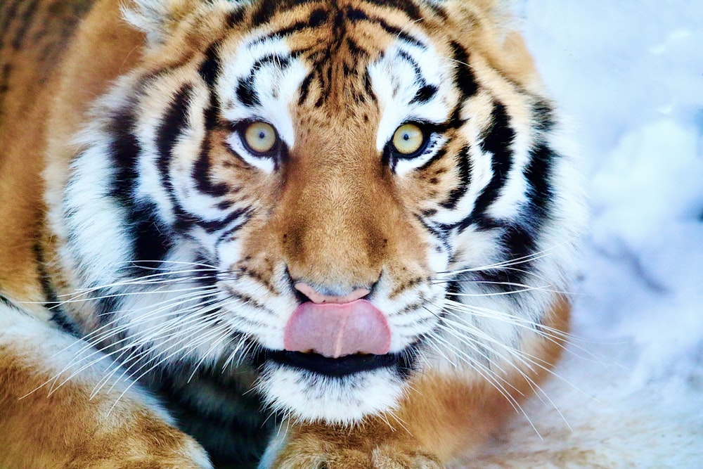 a close up of a tiger with its tongue out