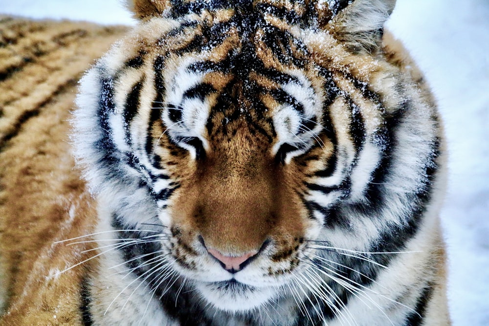 a close up of a tiger in the snow