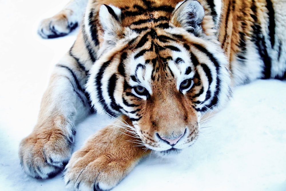 a tiger laying down in the snow