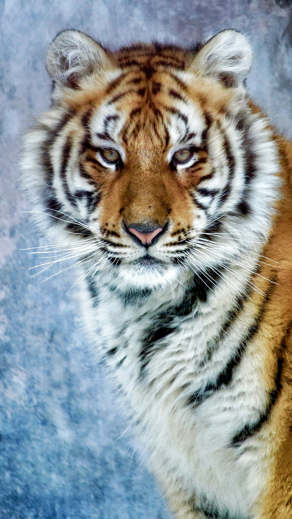 a close up of a tiger looking at the camera