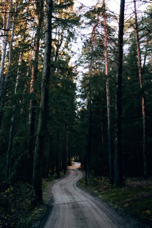 A winding dirt path meanders through a dense forest, surrounded by tall pine trees. The scene is partially illuminated by soft, diffused daylight filtering through the branches. The path appears peaceful and inviting, leading the viewer's eye deeper into the woods.