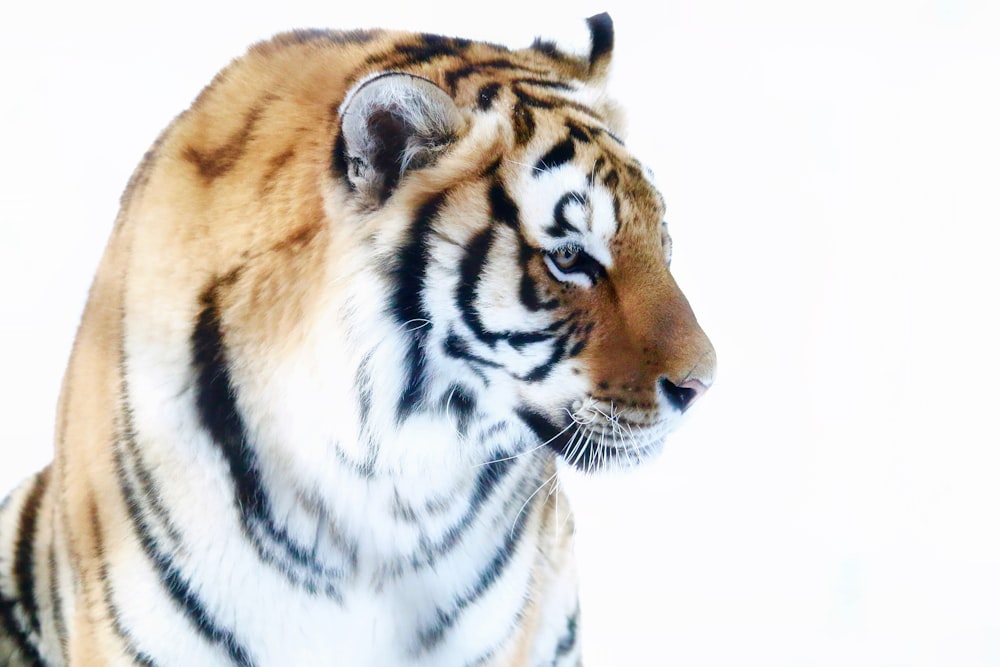 a close up of a tiger on a white background