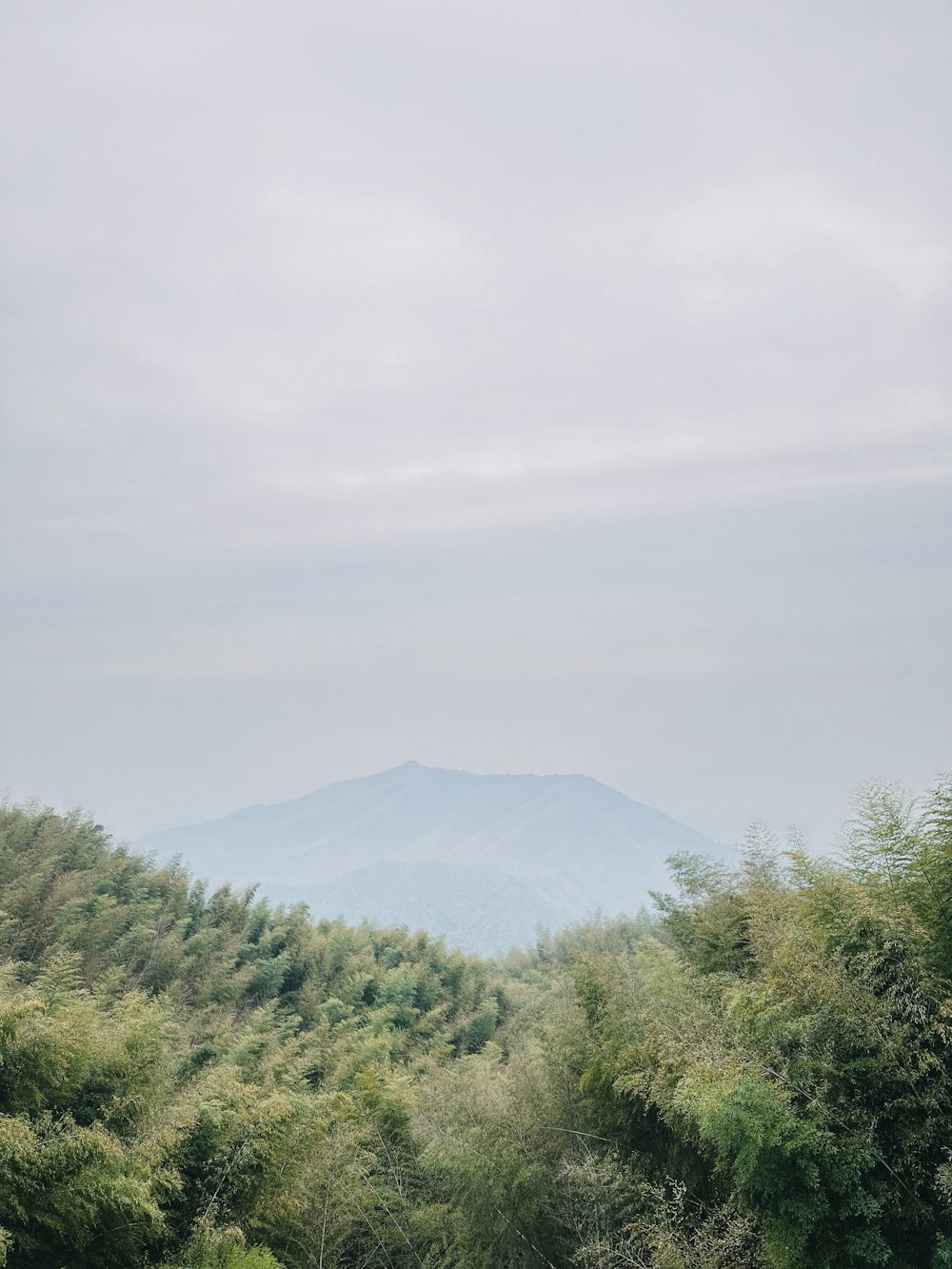 a view of a lush green forest with a mountain in the distance