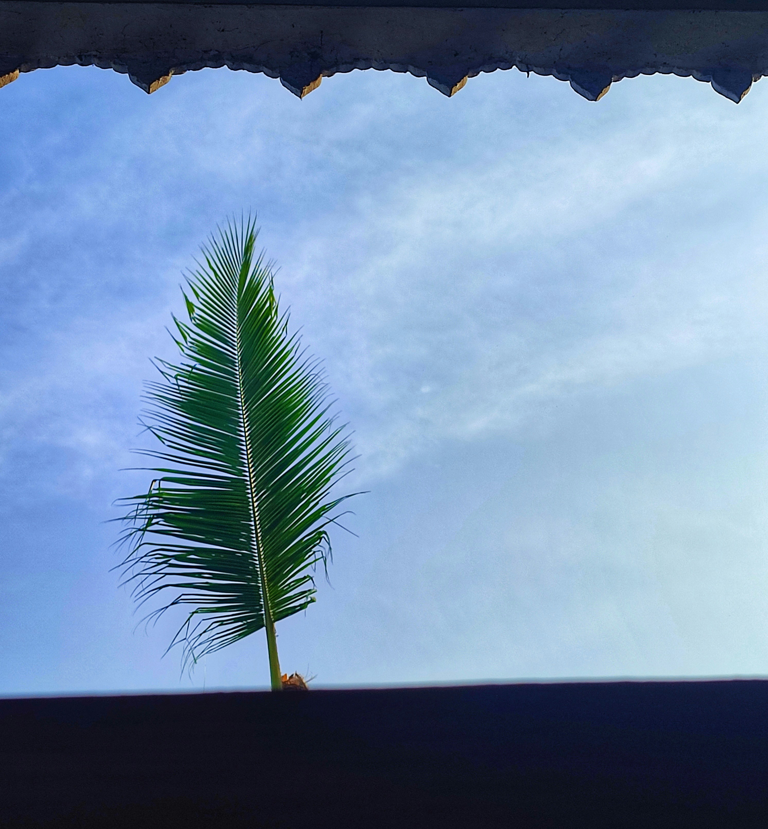 a lone palm tree is seen through a window