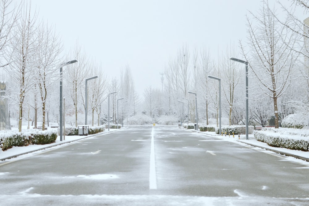 a snowy street lined with trees and street lamps