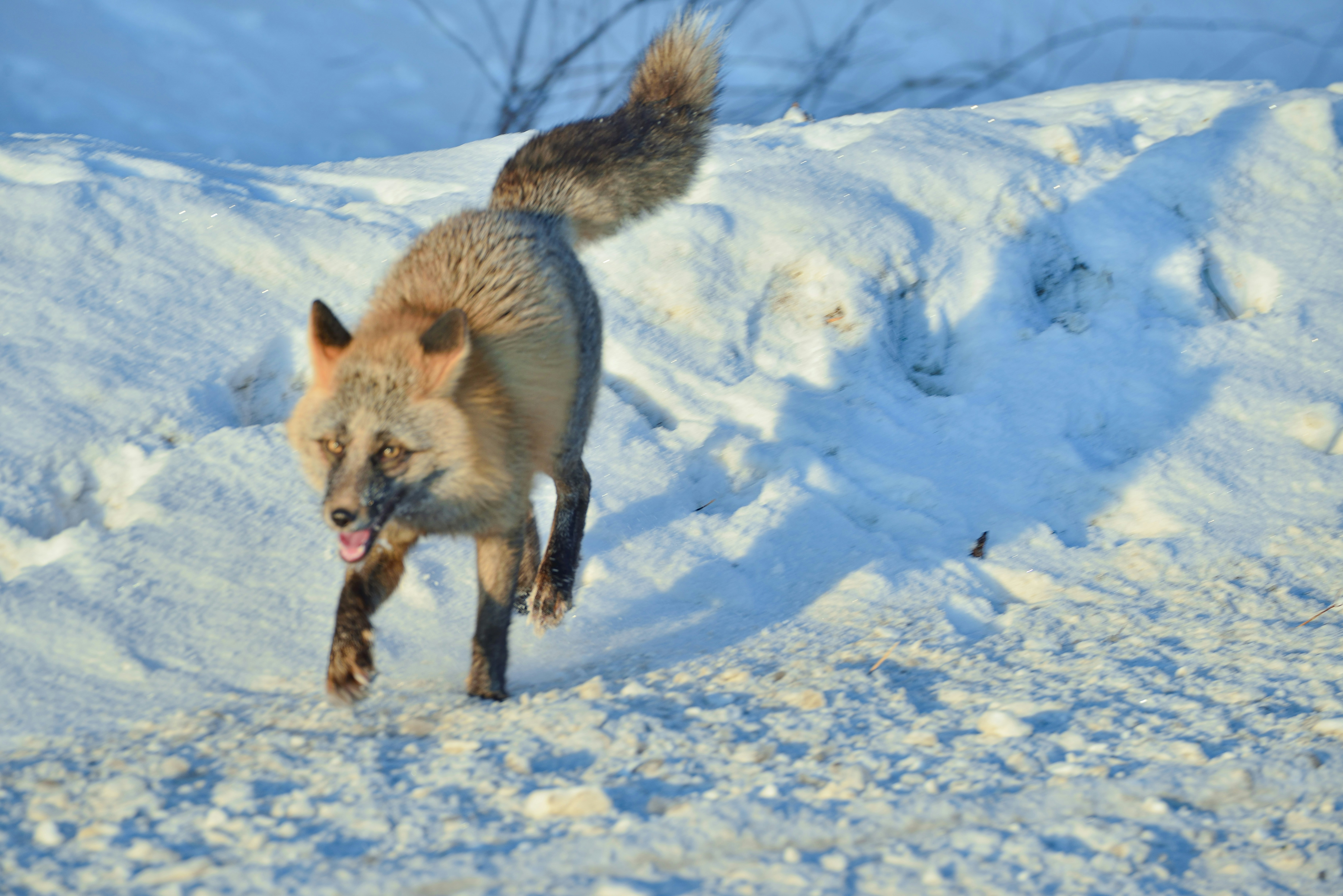 Flying Fox Zip Line photo 2