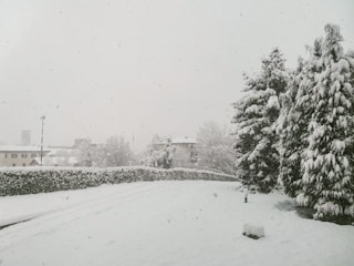 A snow-covered landscape with large trees heavily blanketed in snow. Buildings are visible in the background, and the sky is filled with falling snowflakes. A hedge runs across the scene, partially obscured by snow, adding a textured contrast to the whiteness.