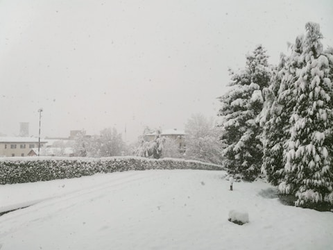 A snow-covered landscape with large trees heavily blanketed in snow. Buildings are visible in the background, and the sky is filled with falling snowflakes. A hedge runs across the scene, partially obscured by snow, adding a textured contrast to the whiteness.