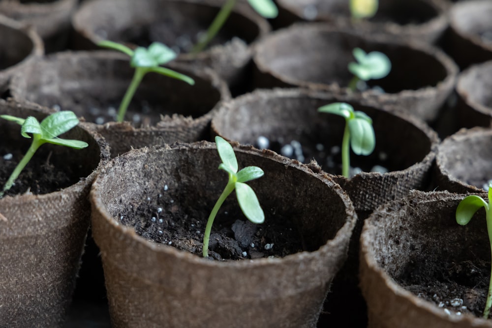 a group of seedlings sprouting from seed bags