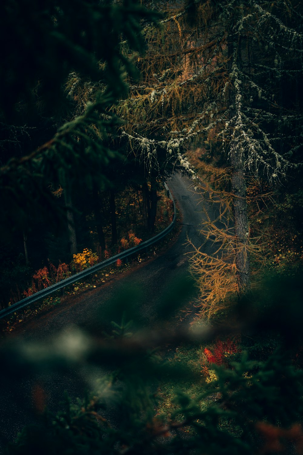 a winding road in the middle of a forest