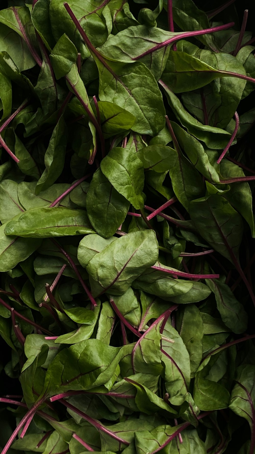 a pile of green leafy vegetables sitting on top of a table