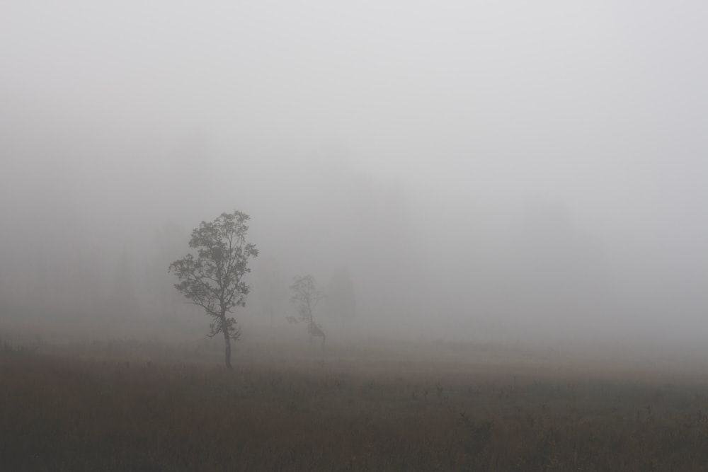 a foggy field with a lone tree in the foreground