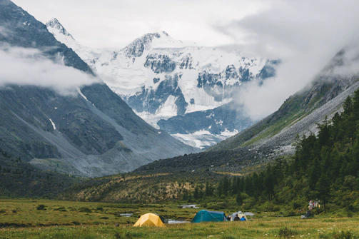 A serene Himalayan valley with jatamansi plants growing naturally.