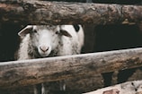A group of white sheep huddled together near the wooden fence, looking curious.