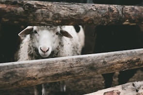 A group of white sheep huddled together near the wooden fence, looking curious.