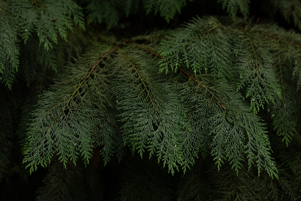 a close up of a pine tree branch