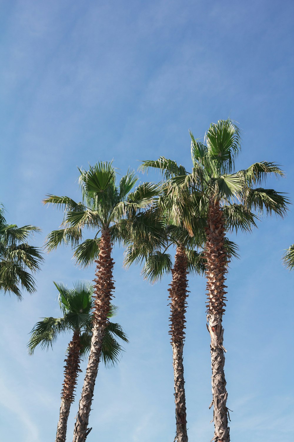 a group of palm trees against a blue sky