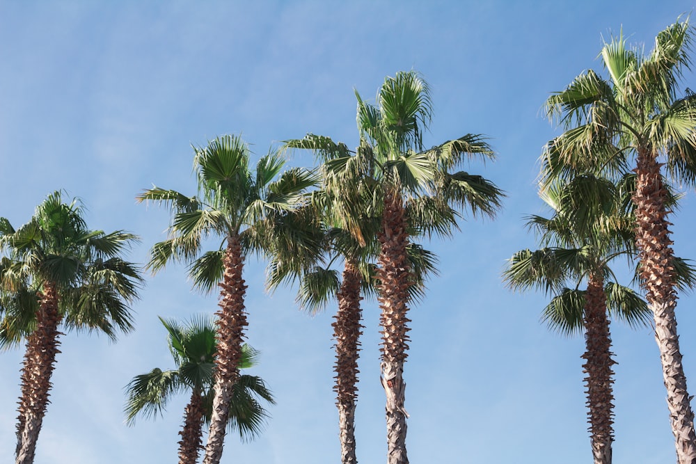 Eine Reihe von Palmen vor blauem Himmel