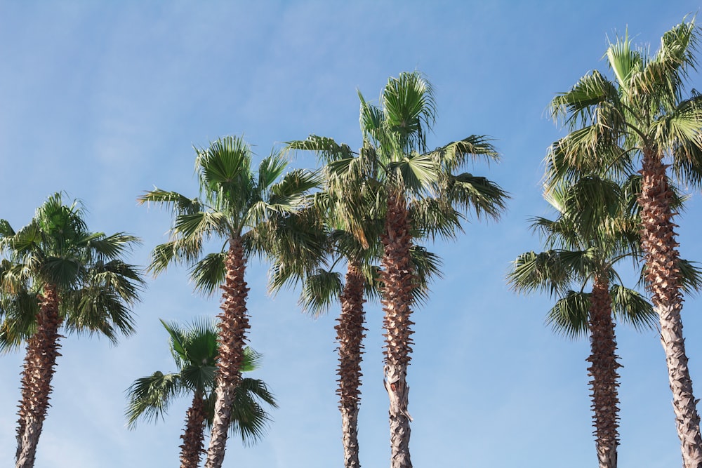 a row of palm trees against a blue sky