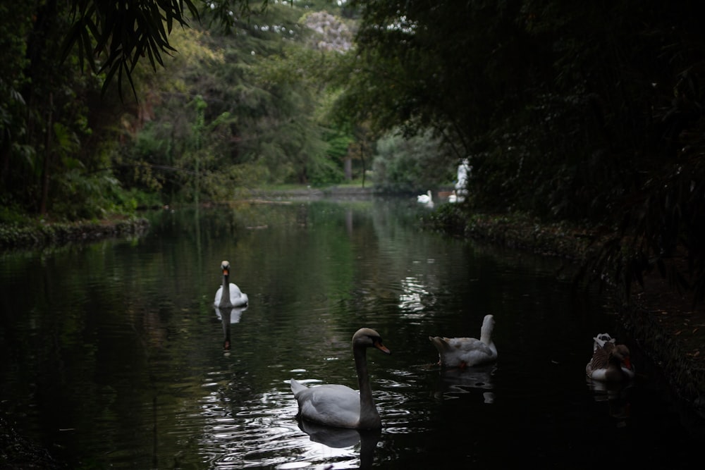 a group of swans swimming on top of a river