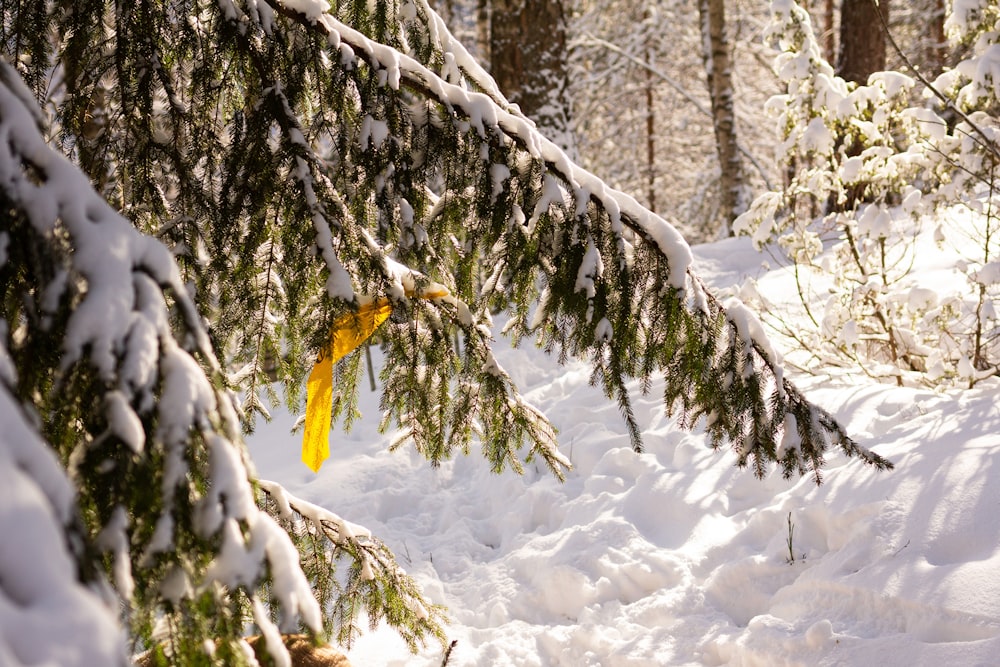 Un pájaro amarillo sentado en la cima de un árbol en la nieve