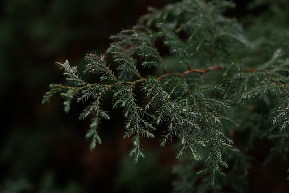 um close up de um galho de árvore verde