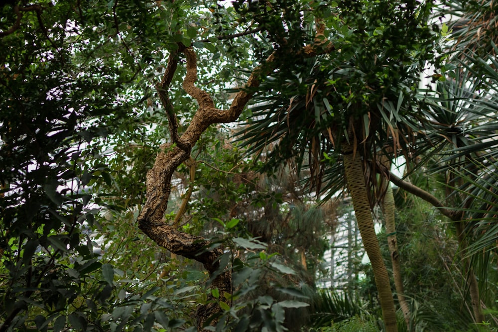 a giraffe climbing up a tree in a forest