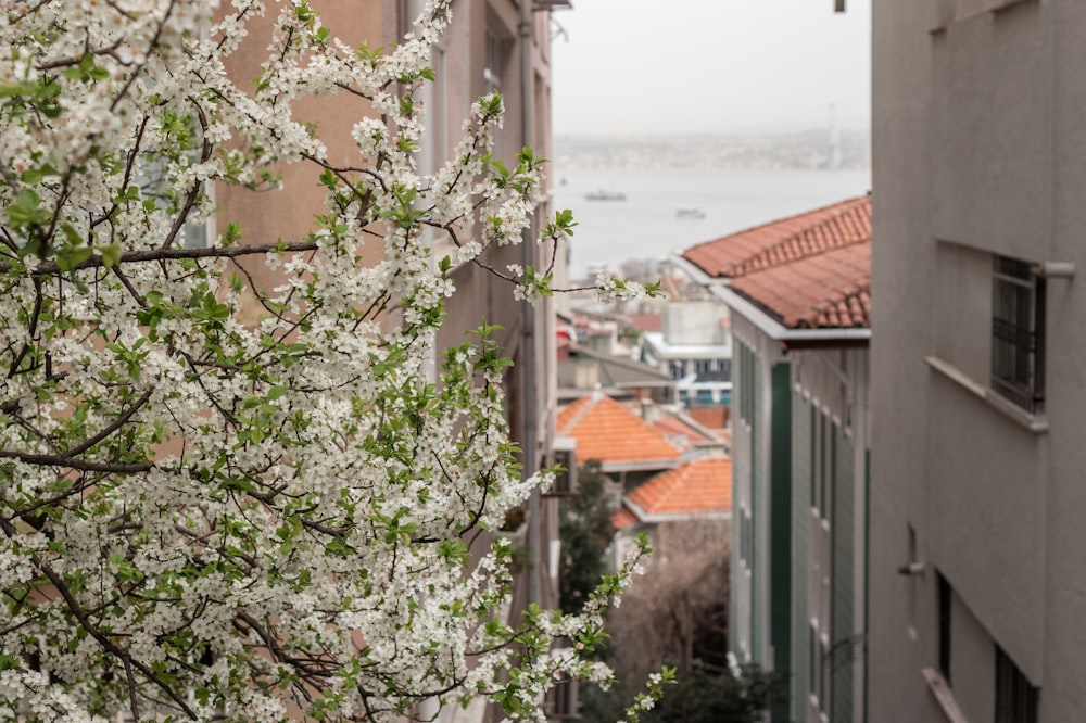 a tree with white flowers in front of a building