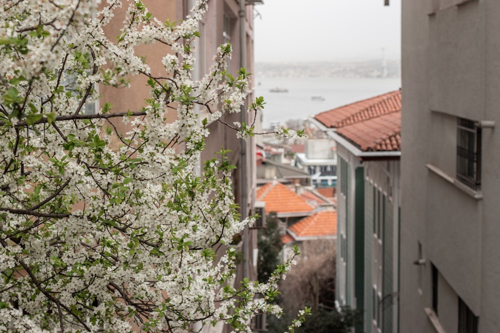 건물 앞에 흰 꽃이 핀 나무
