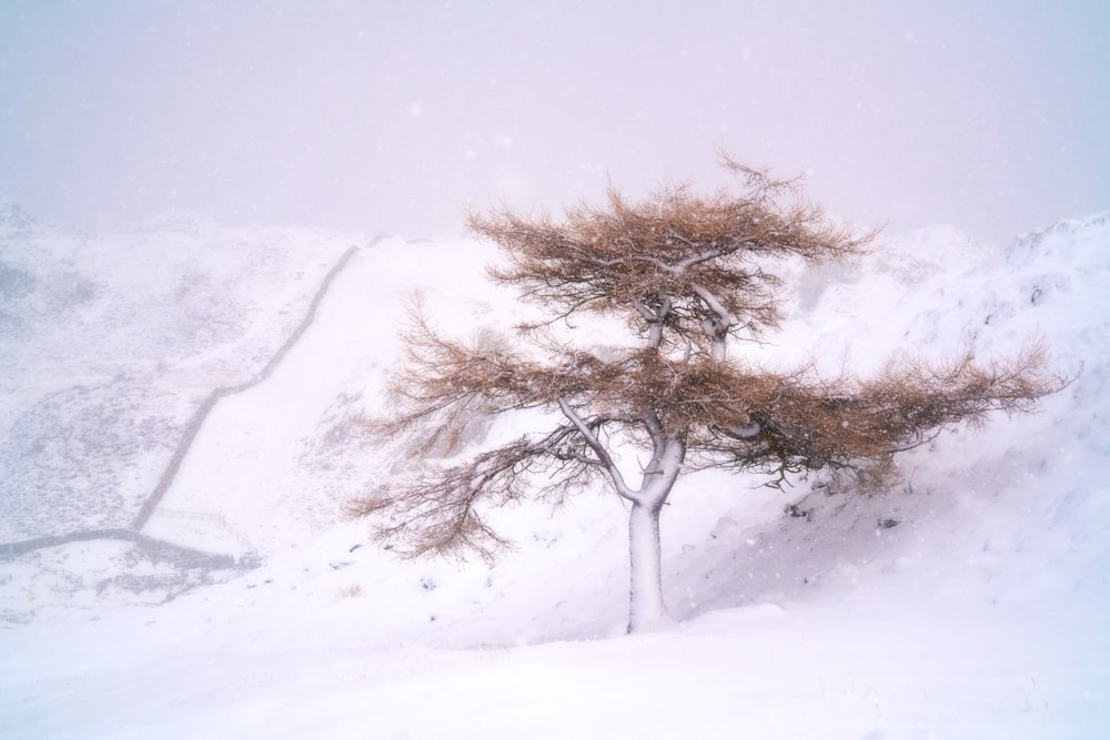 a lone tree in the middle of a snow storm