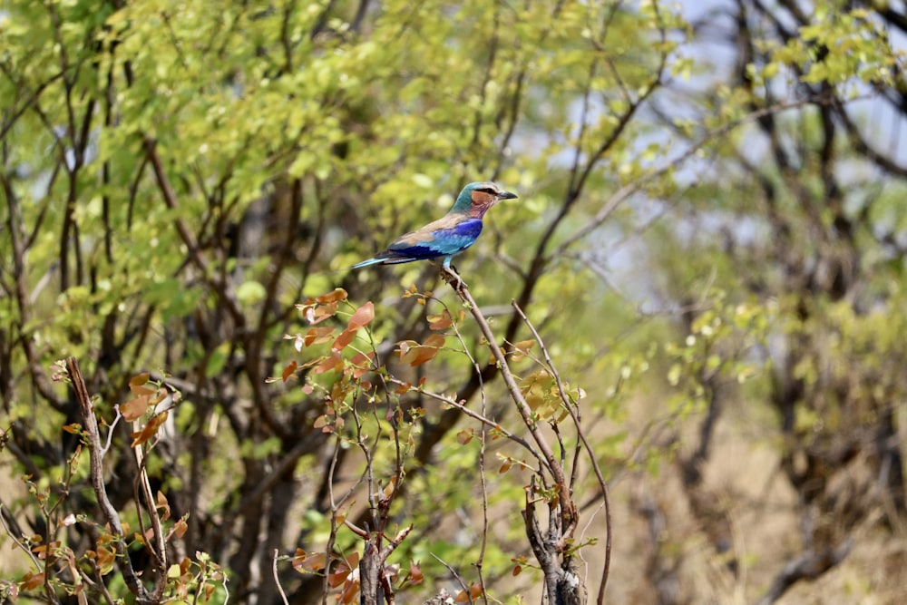 a blue bird sitting on top of a tree branch