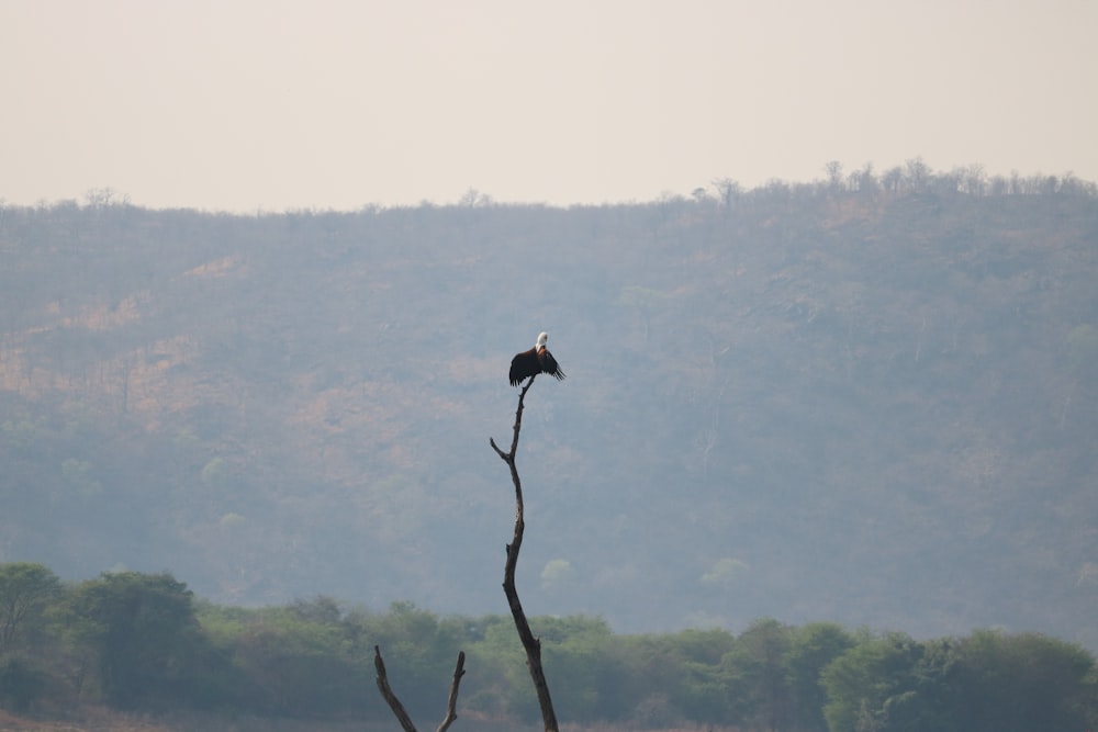 a bird is perched on a dead tree