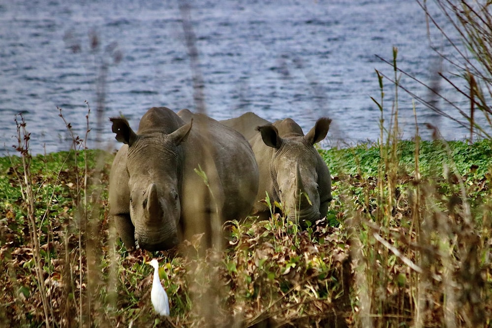 a couple of rhinos standing in a field next to a body of water