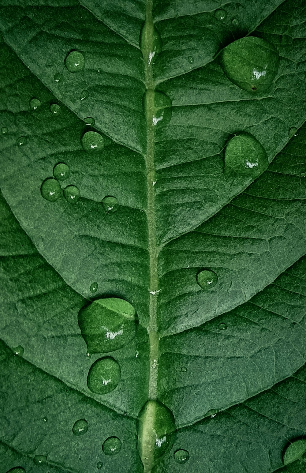 a green leaf with water drops on it