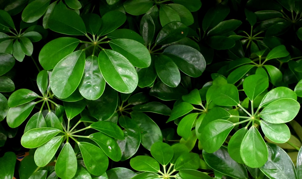 a close up of a bunch of green leaves