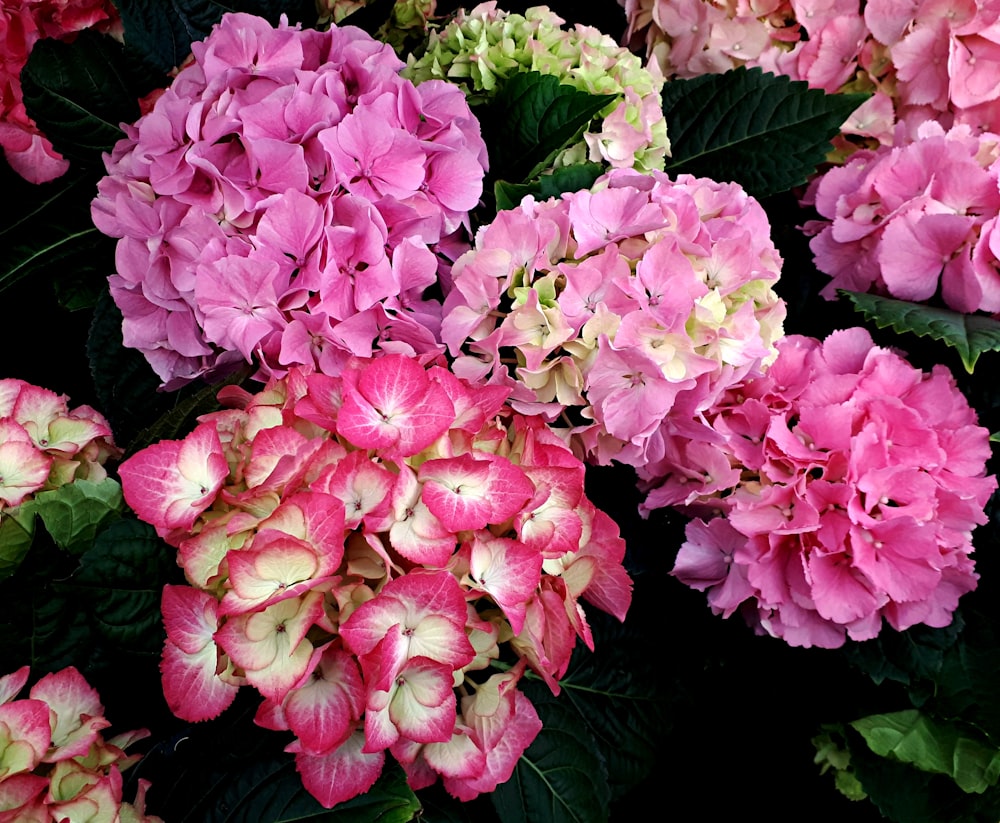 a bunch of pink and white flowers with green leaves