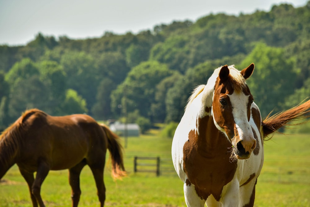 a brown and white horse standing next to a brown and white horse