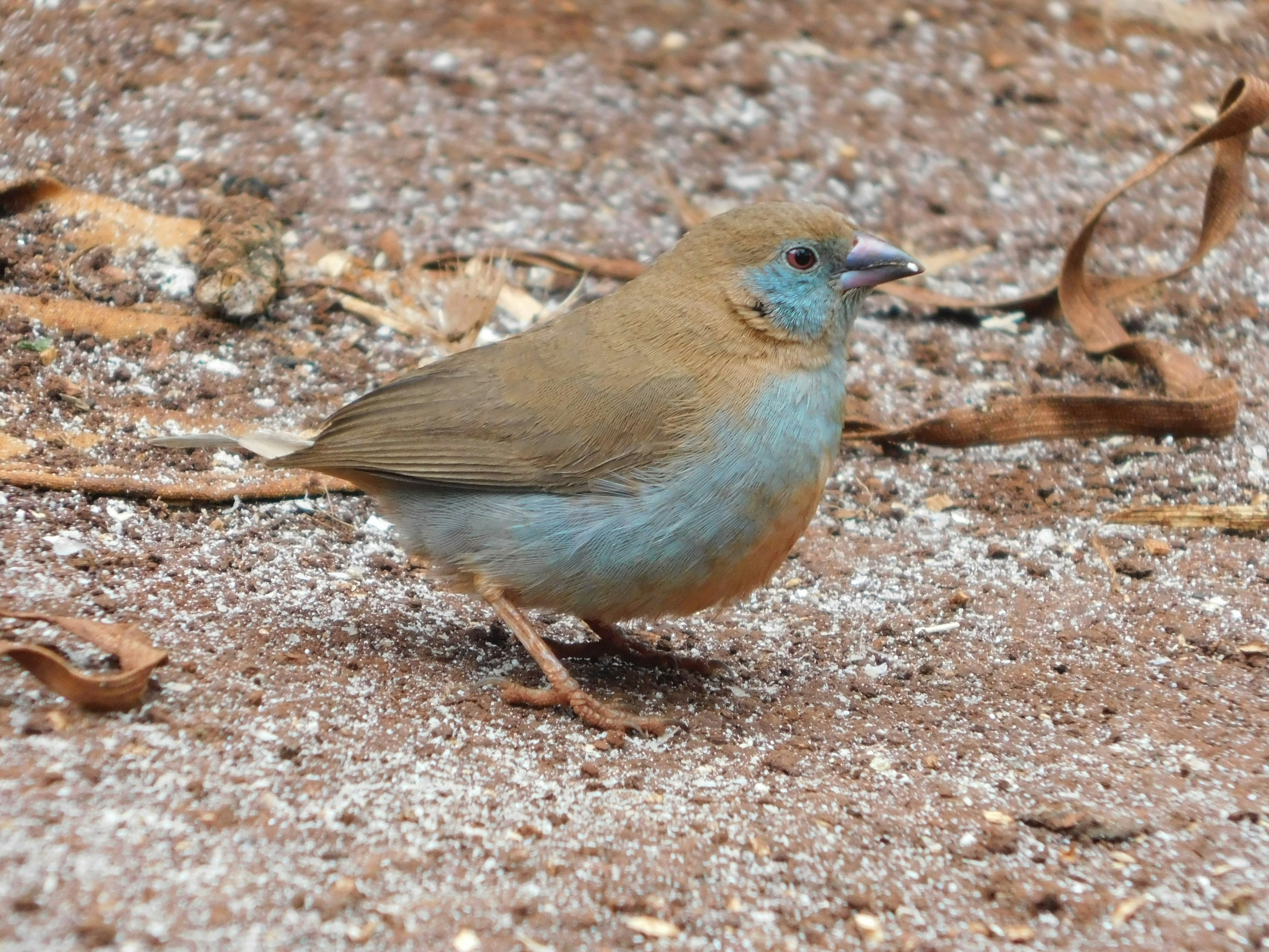 blue waxbill bird
