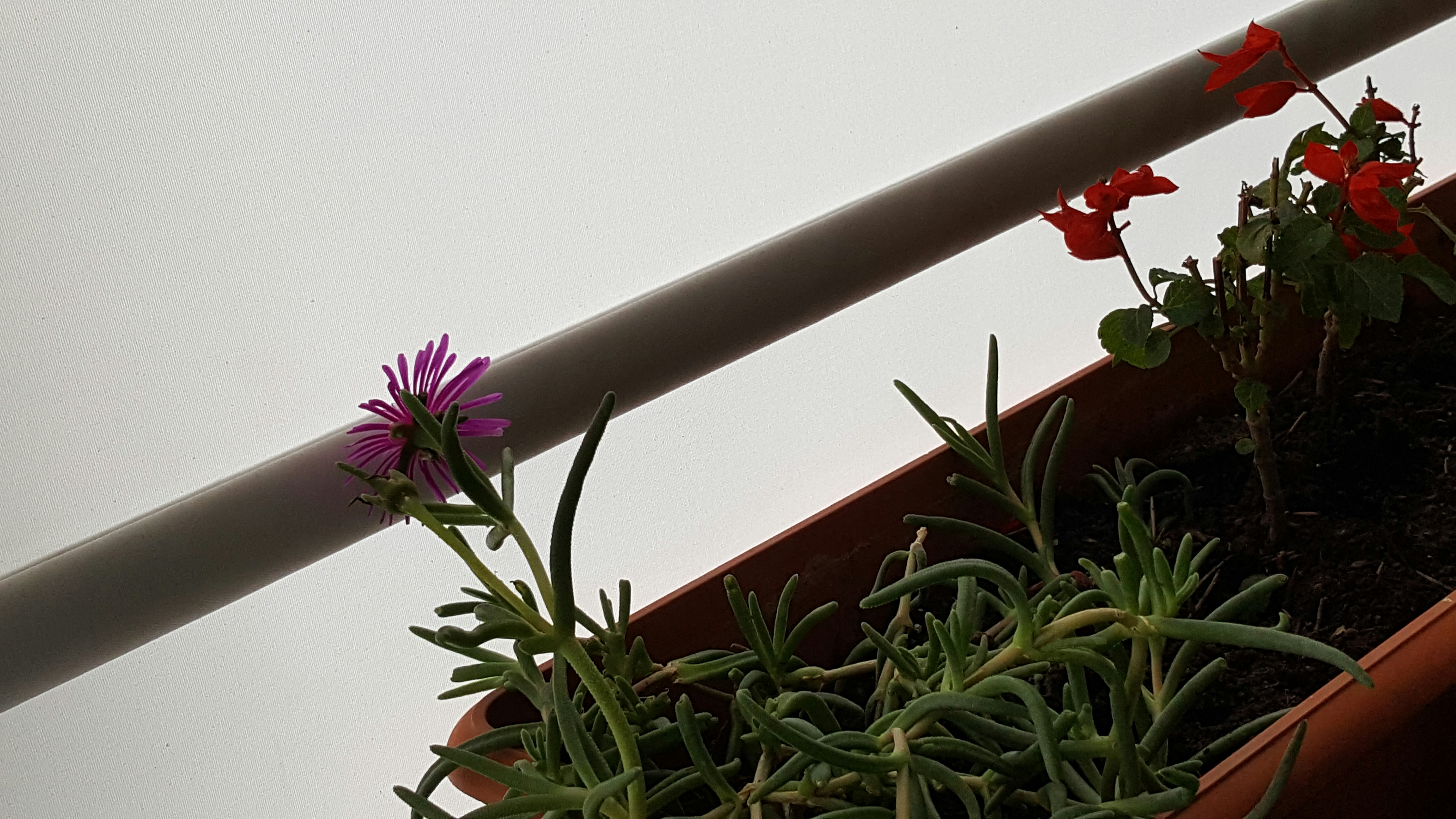 a close up of a planter with flowers in it