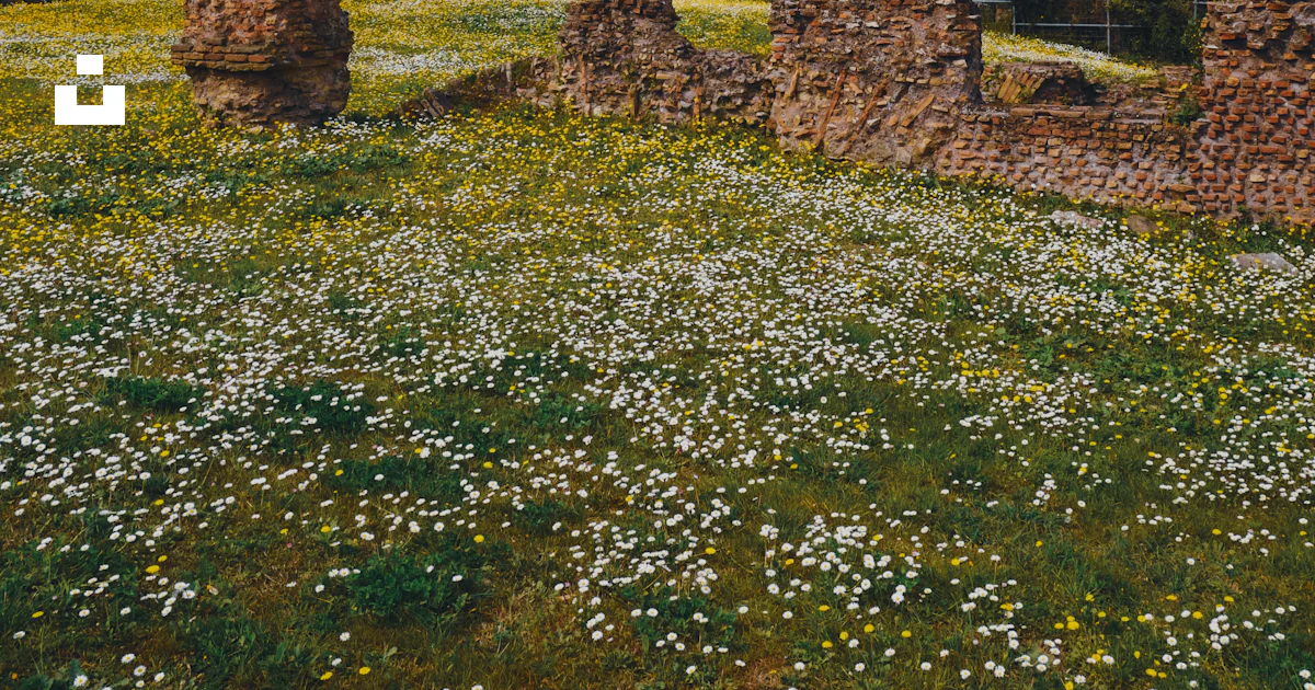 Field In Rome A field of wildflowers in front of a castle photo – Free Rome Image on ...