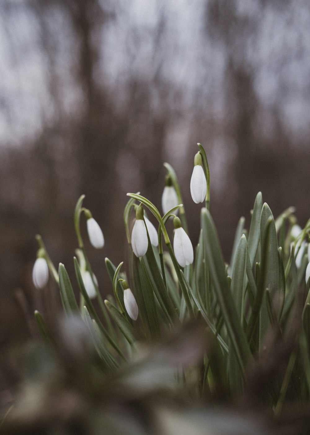 a bunch of snowdrops that are in the grass