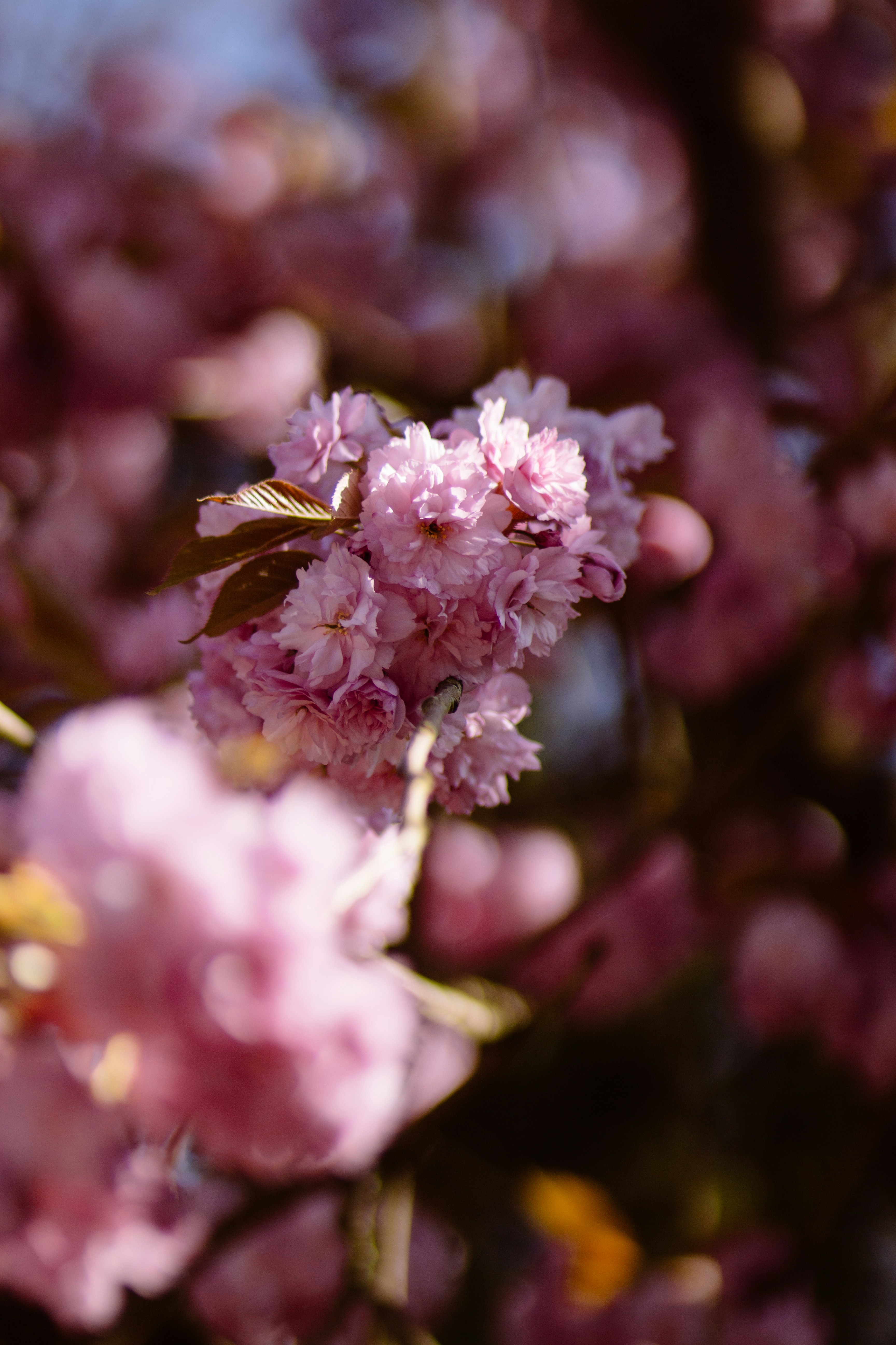 Photo by sarahhongerloot