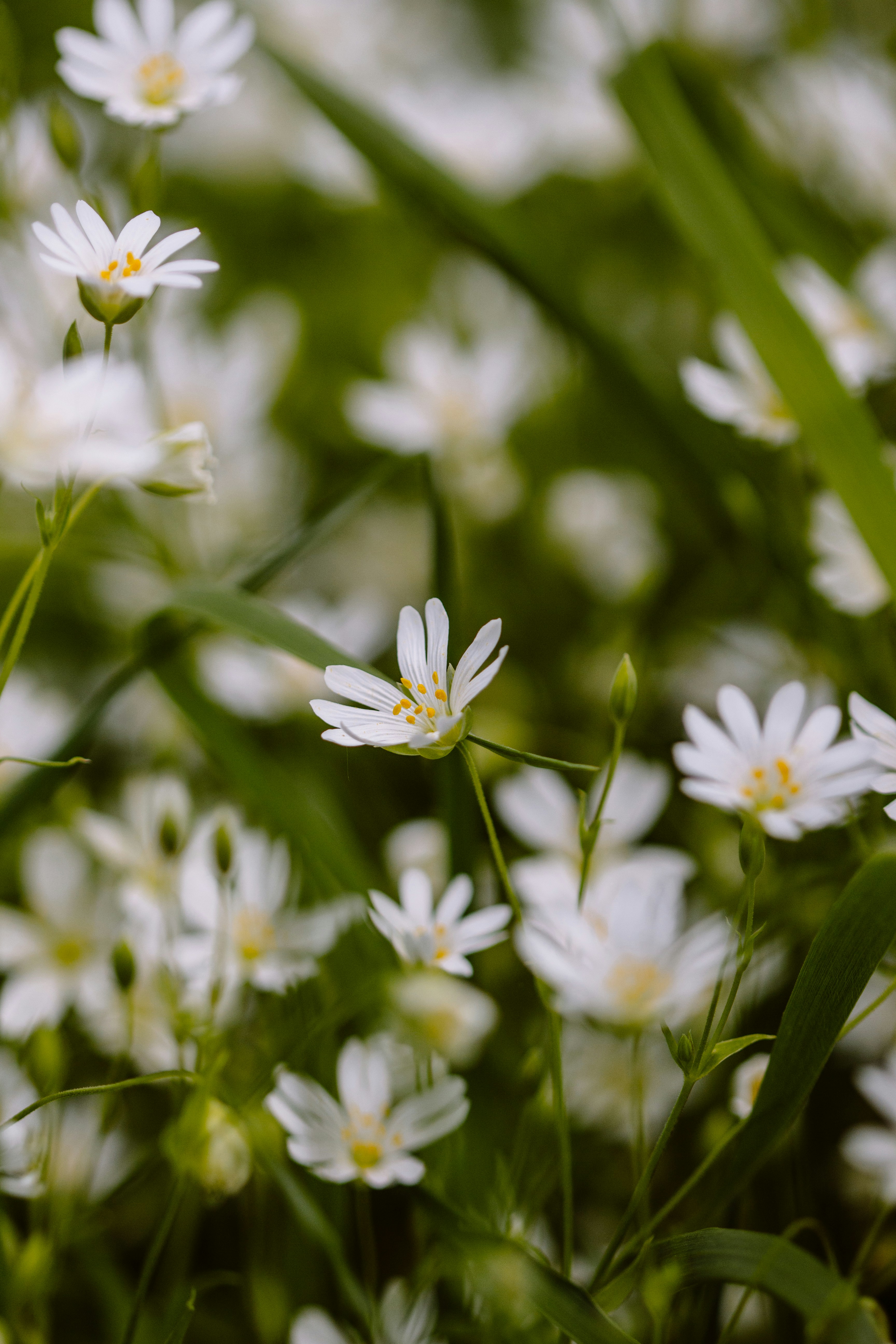 Photo by sarahhongerloot